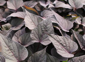 Povíjnice batátová 'Purple Heart' - Ipomoea batatas 'Purple Heart'