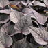 Ipomoea batatas 'Purple Heart'_1.JPG