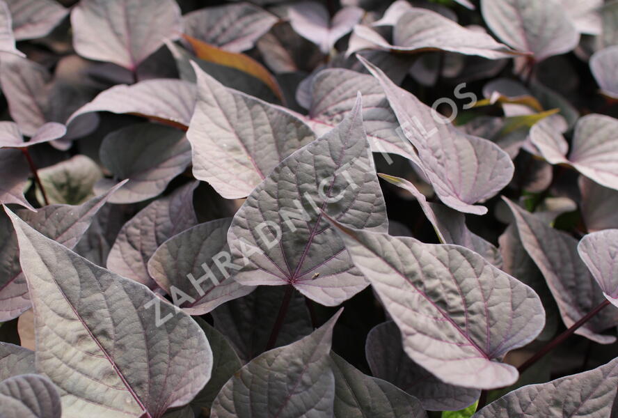 Povíjnice batátová 'Purple Heart' - Ipomoea batatas 'Purple Heart'