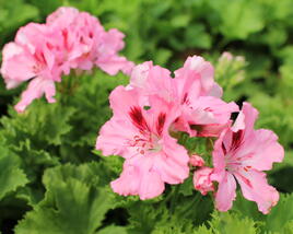 Muškát, pelargonie velkokvětá 'Elegance Fenna'