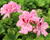 Muškát, pelargonie velkokvětá 'Elegance Fenna'