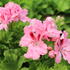 Pelargonium grandiflorum 'Elegance Fenna'.JPG