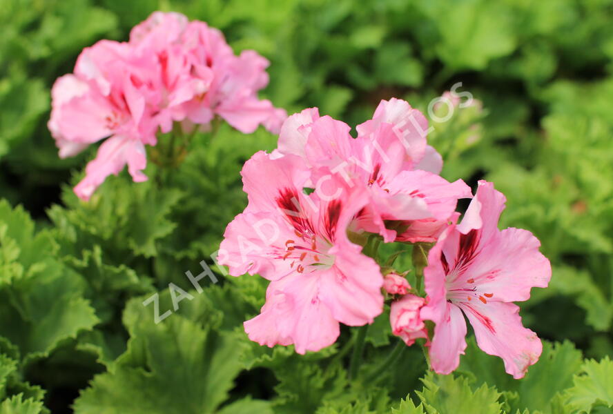 Muškát, pelargonie velkokvětá 'Elegance Fenna' - Pelargonium grandiflorum 'Elegance Fenna'