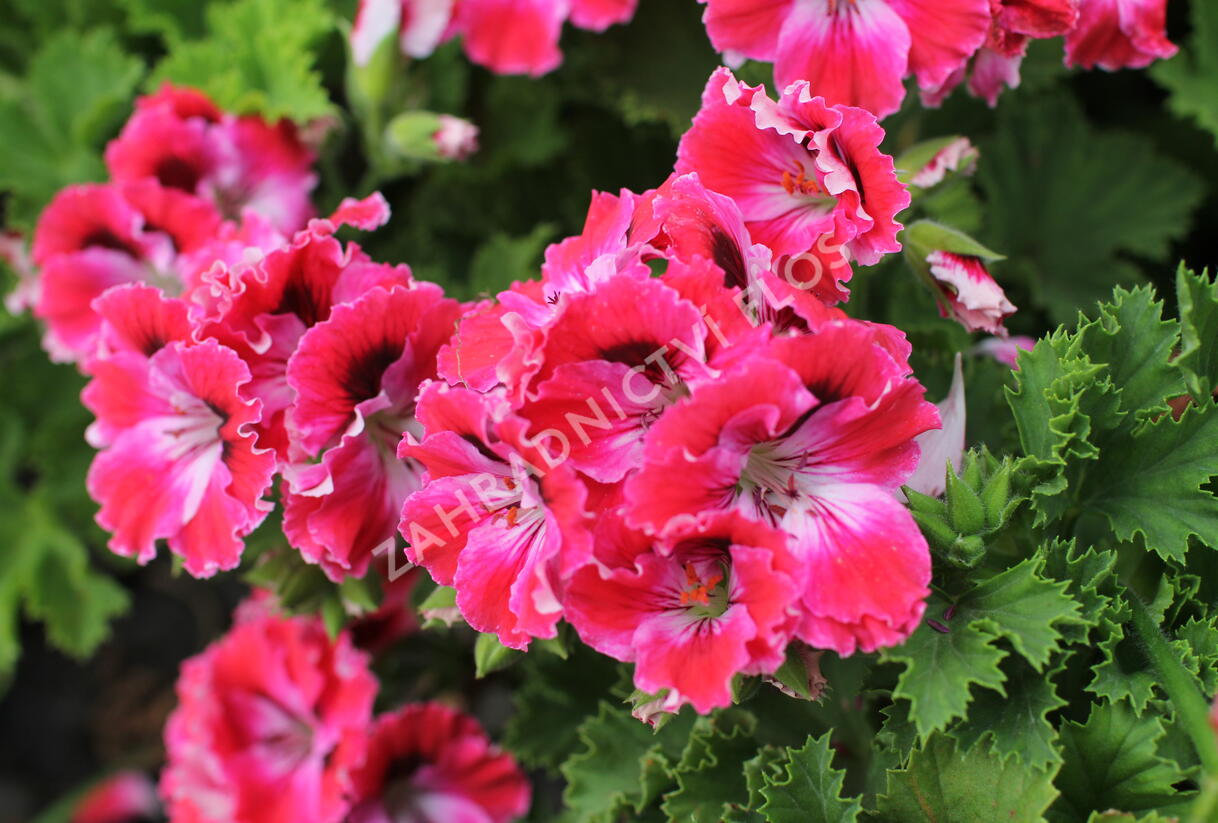Muškát, pelargonie velkokvětá 'Elegance Red Velvet' - Pelargonium grandiflorum 'Elegance Red Velvet'