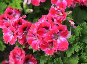 Muškát, pelargonie velkokvětá 'Elegance Red Velvet' - Pelargonium grandiflorum 'Elegance Red Velvet'