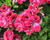 Muškát, pelargonie velkokvětá 'Elegance Red Velvet'