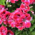 Pelargonium grandiflorum 'Elegance Red Velvet'.JPG