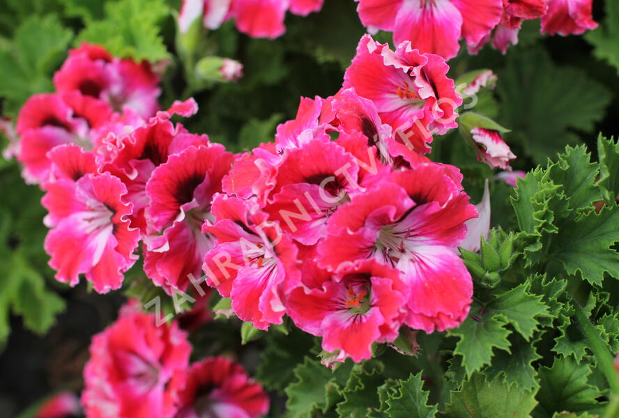 Muškát, pelargonie velkokvětá 'Elegance Red Velvet' - Pelargonium grandiflorum 'Elegance Red Velvet'