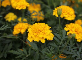 Aksamitník rozkladitý, afrikán 'Texana Yellow' - Tagetes patula 'Texana Yellow'
