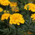 Tagetes patula 'Texana Yellow'.JPG