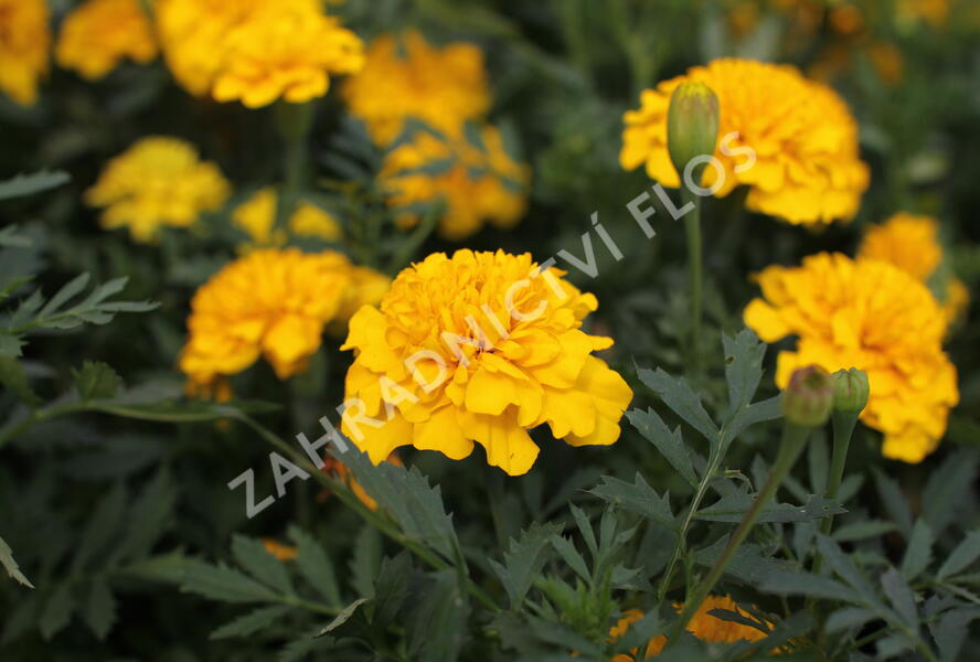Aksamitník rozkladitý, afrikán 'Texana Yellow' - Tagetes patula 'Texana Yellow'