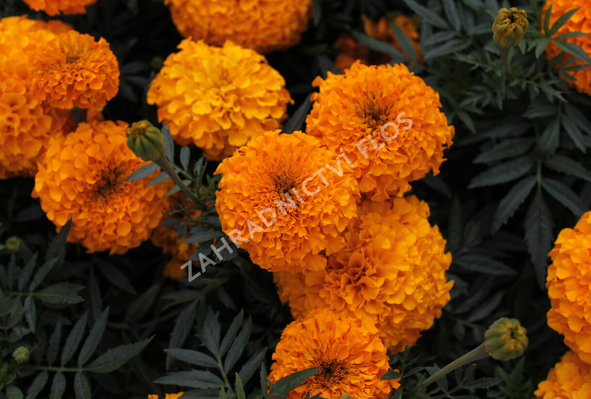 Aksamitník vzpřímený, afrikán 'Antigua Orange' - Tagetes erecta 'Antigua Orange'