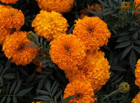 Aksamitník vzpřímený, afrikán 'Antigua Orange' - Tagetes erecta 'Antigua Orange'