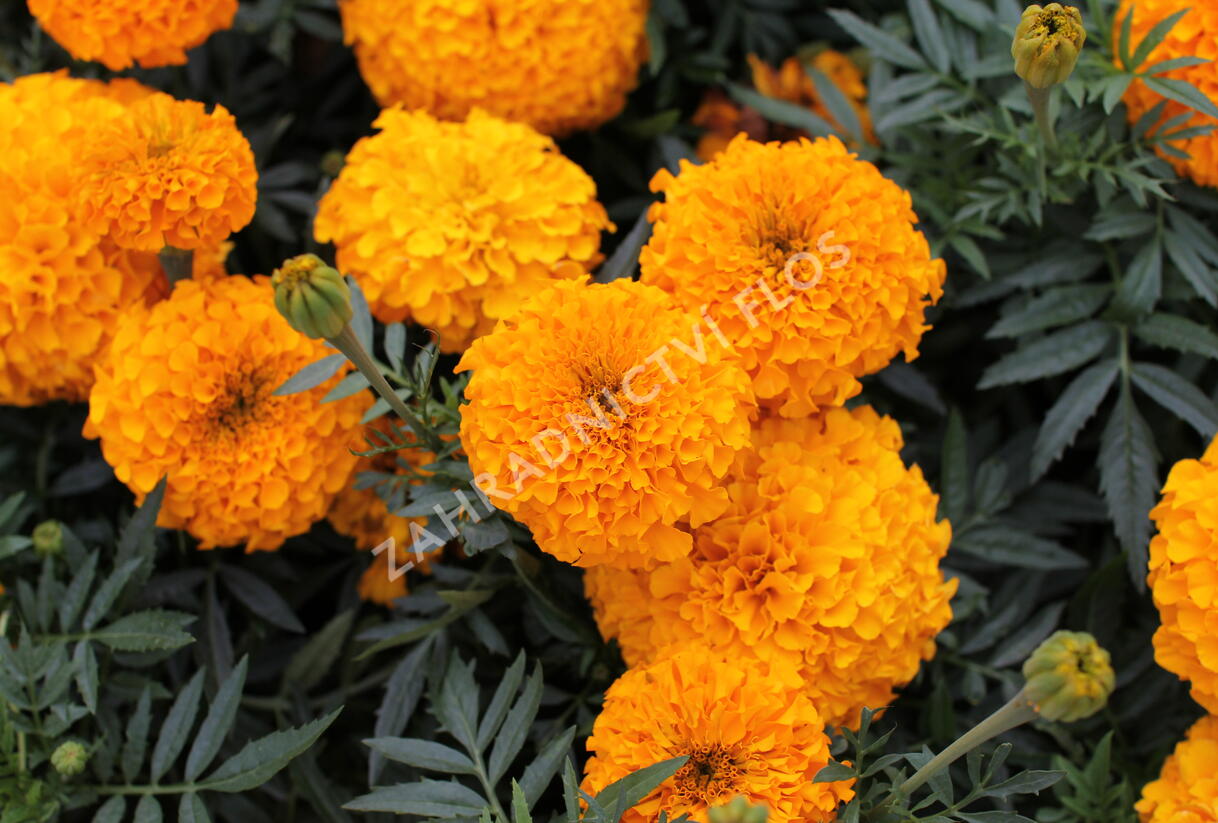 Aksamitník vzpřímený, afrikán 'Antigua Orange' - Tagetes erecta 'Antigua Orange'