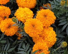 Aksamitník vzpřímený, afrikán 'Antigua Orange'