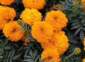 Aksamitník vzpřímený, afrikán 'Antigua Orange' - Tagetes erecta 'Antigua Orange'