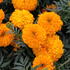 Tagetes erecta 'Antigua Orange'_1.JPG