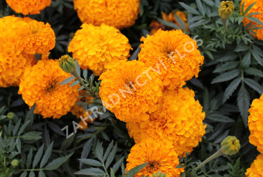 Aksamitník vzpřímený, afrikán 'Antigua Orange' - Tagetes erecta 'Antigua Orange'