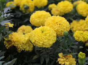Aksamitník vzpřímený, afrikán 'Antigua Yellow' - Tagetes erecta 'Antigua Yellow'