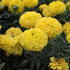 Tagetes erecta 'Antigua Yellow'.JPG