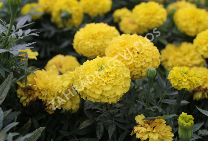 Aksamitník vzpřímený, afrikán 'Antigua Yellow' - Tagetes erecta 'Antigua Yellow'