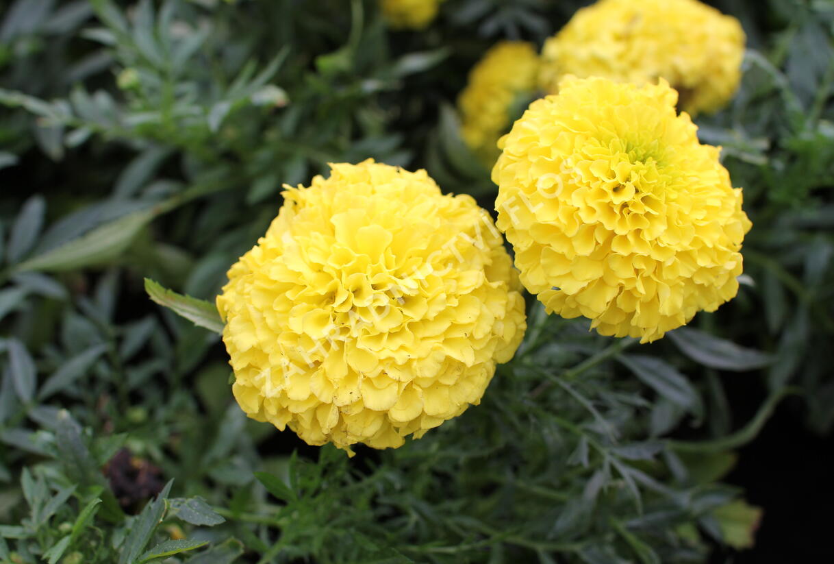 Aksamitník vzpřímený, afrikán 'Antigua Yellow' - Tagetes erecta 'Antigua Yellow'