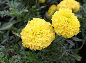 Aksamitník vzpřímený, afrikán 'Antigua Yellow' - Tagetes erecta 'Antigua Yellow'