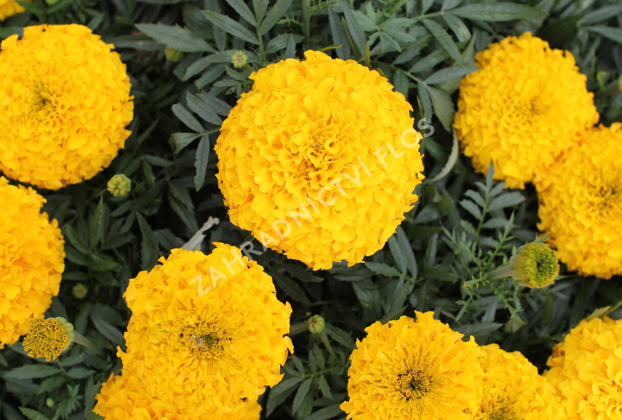 Aksamitník vzpřímený, afrikán 'Antigua Gold' - Tagetes erecta 'Antigua Gold'