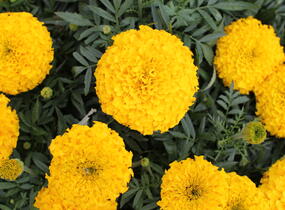 Aksamitník vzpřímený, afrikán 'Antigua Gold' - Tagetes erecta 'Antigua Gold'