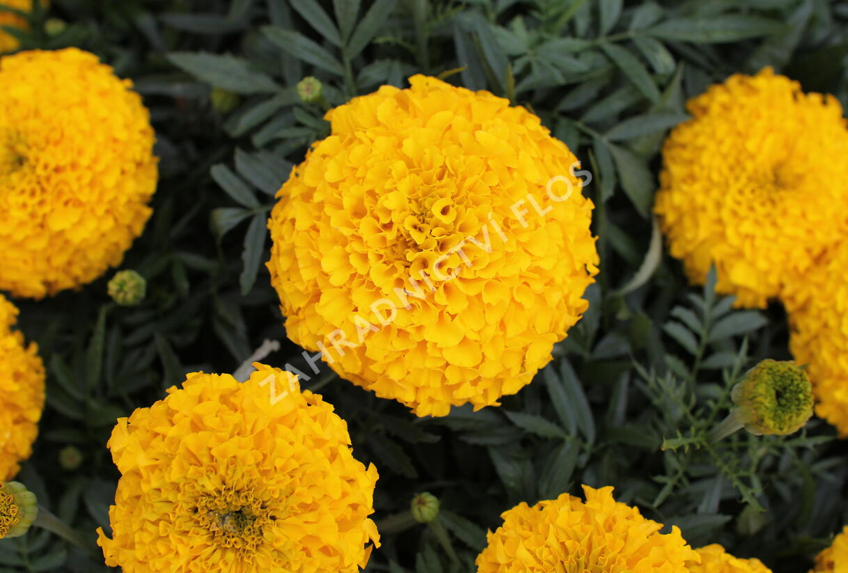 Aksamitník vzpřímený, afrikán 'Antigua Gold' - Tagetes erecta 'Antigua Gold'