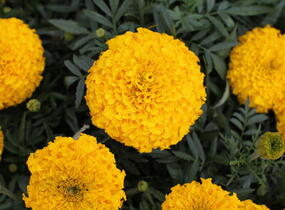 Aksamitník vzpřímený, afrikán 'Antigua Gold' - Tagetes erecta 'Antigua Gold'