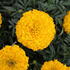 Tagetes erecta 'Antigua Gold'_1.JPG