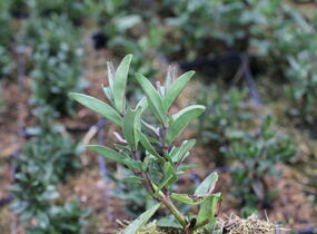 Hebe 'Outdoor Intensive Pink' - Hebe 'Outdoor Intensive Pink'