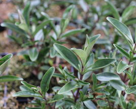 Hebe 'Outdoor Intensive Pink'