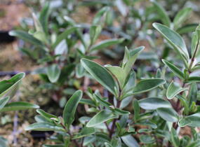 Hebe 'Outdoor Intensive Pink' - Hebe 'Outdoor Intensive Pink'
