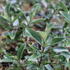 Hebe 'Outdoor Intensive Pink'_1.JPG