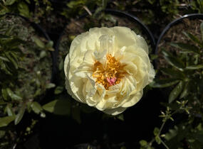Pivoňka bělokvětá 'Lemon Chiffon' - Paeonia lactiflora 'Lemon Chiffon'