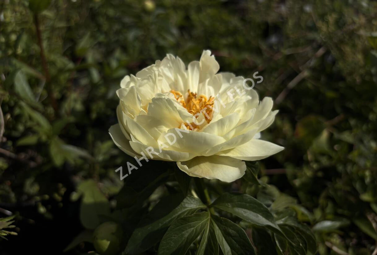 Pivoňka bělokvětá 'Lemon Chiffon' - Paeonia lactiflora 'Lemon Chiffon'