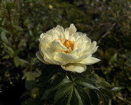 Pivoňka bělokvětá 'Lemon Chiffon'