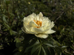 Pivoňka bělokvětá 'Lemon Chiffon' - Paeonia lactiflora 'Lemon Chiffon'
