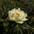 Paeonia lactiflora 'Lemon Chiffon'.jpg