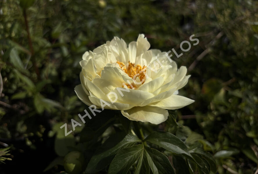 Pivoňka bělokvětá 'Lemon Chiffon' - Paeonia lactiflora 'Lemon Chiffon'