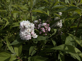 Trojpuk zvrhlý 'Mont Rose' - Deutzia 'Mont Rose'