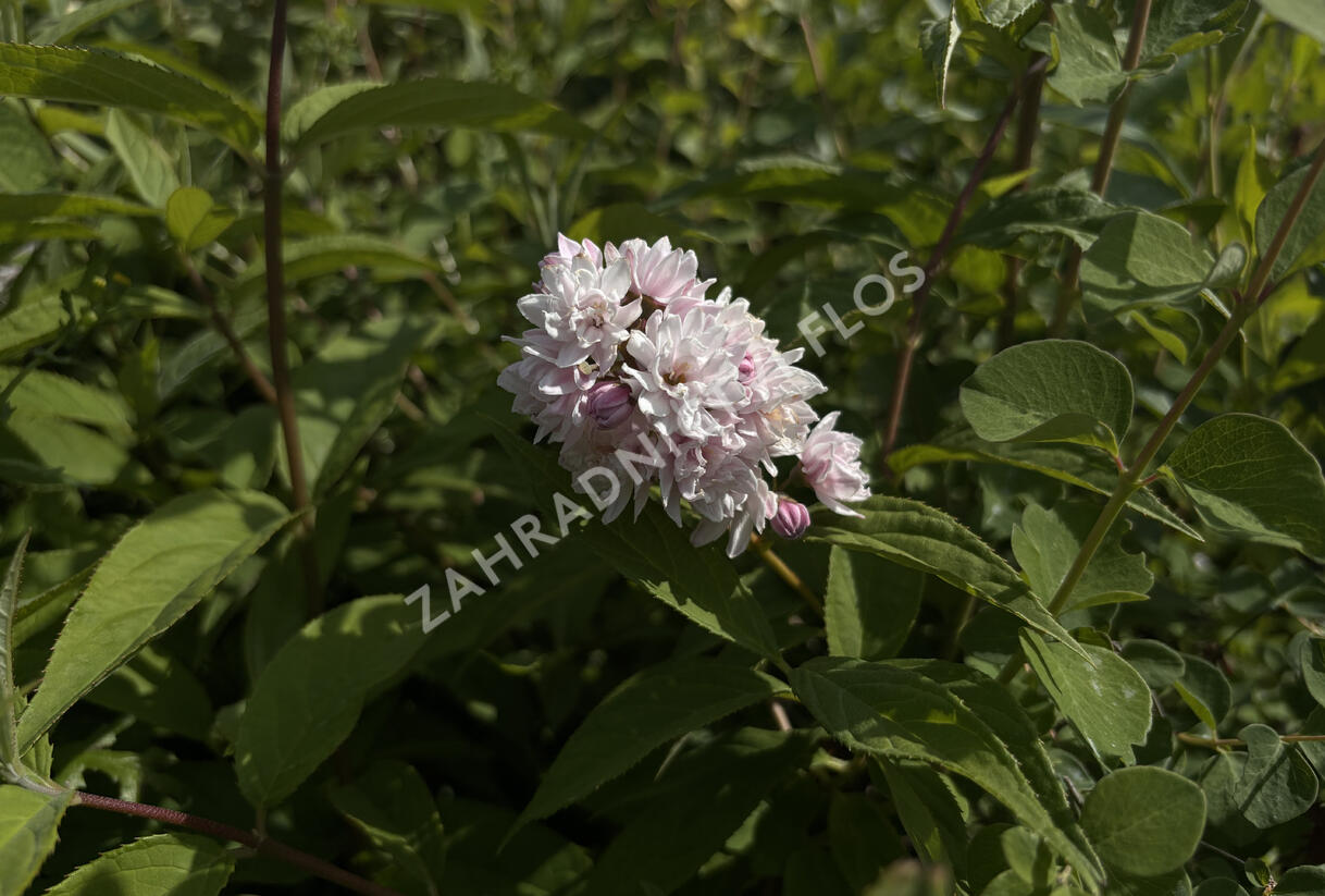 Trojpuk zvrhlý 'Mont Rose' - Deutzia 'Mont Rose'