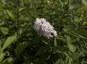 Trojpuk zvrhlý 'Mont Rose' - Deutzia 'Mont Rose'