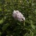 Deutzia 'Mont Rose'.jpg