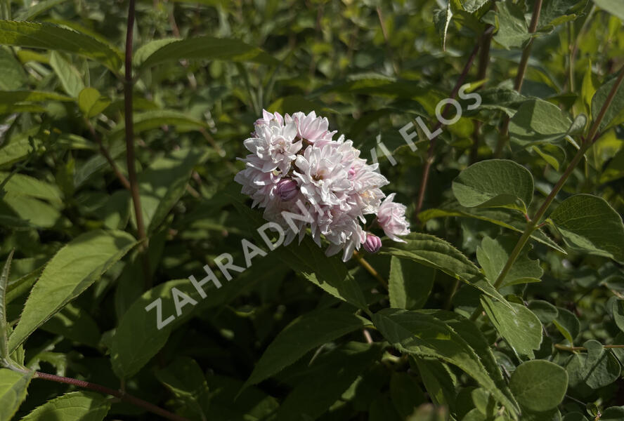 Trojpuk zvrhlý 'Mont Rose' - Deutzia 'Mont Rose'