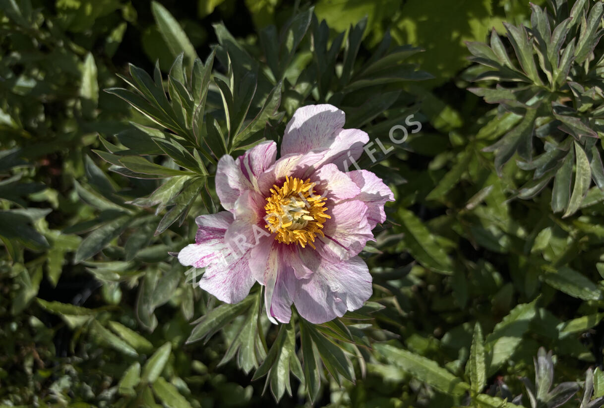Pivoňka Itoh-hybrid 'Sonoma Opal' - Paeonia Itoh-hybrid 'Sonoma Opal'