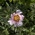 Paeonia Itoh-hybrid 'Sonoma Opal'.jpg