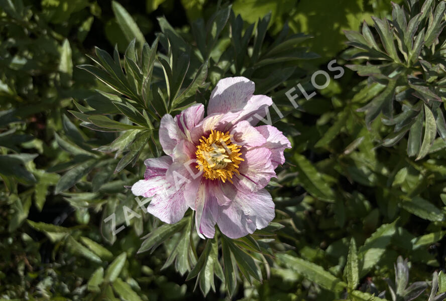 Pivoňka Itoh-hybrid 'Sonoma Opal' - Paeonia Itoh-hybrid 'Sonoma Opal'